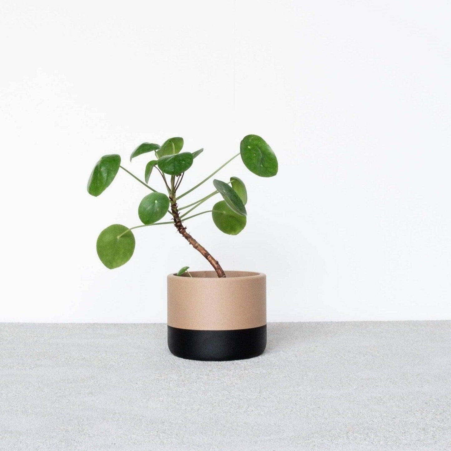 Zweifarbiger Indoor-Blumentopf
