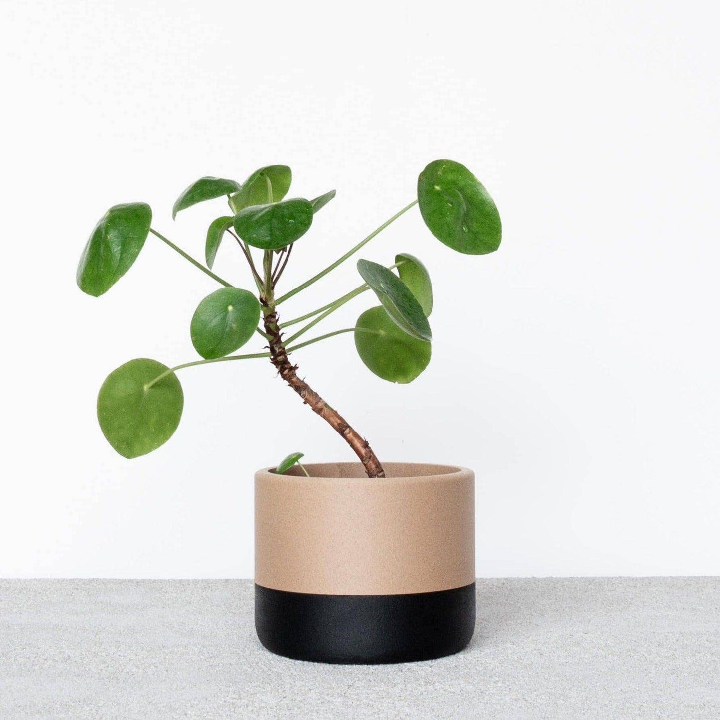 Zweifarbiger Indoor-Blumentopf